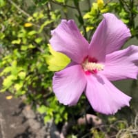 暑かれさま☀️☀️☀️