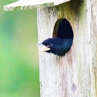 ブッポウソウの雛、そろそろ巣立ちでしょうか