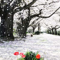 今治市の蒼社川の桜が散り始めていました