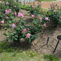 靭の薔薇－続き