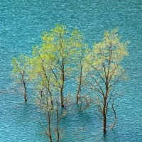瑠璃色の湖面と水没林