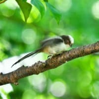 キビタキの若とエナガの親子