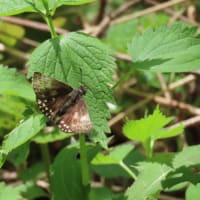 高ボッチ高原・鉢伏山で最近見る事の出来る昆虫　ミヤマセセリ（深山挵）