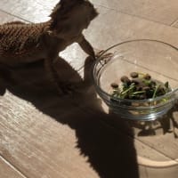 フトアゴヒゲトカゲの成長日記135日目～2ヶ月程！