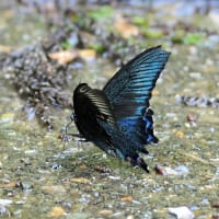 ２０２５　カラスアゲハ
