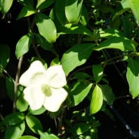 夏の花：常緑山法師②