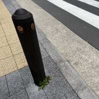 オサンポ walk - 植物plant : スキマ草 Sukima-soh--車止め？の足元で At the bottom of a car stop? 