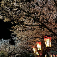 日和山公園の夜桜