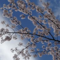 春の神田川（面影橋周辺）満開の桜