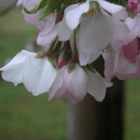 桜開花情報（３）