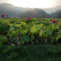 ★蓮の花。
