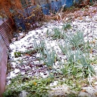 令和6年11月30日・深夜・初雪が降る！
