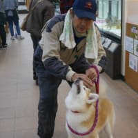 秋田犬「マリ」の引き取り