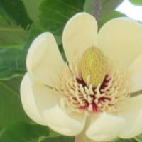 ホオ（朴）の花 ・ ベニバナトチの花