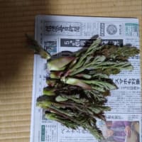 タラの芽