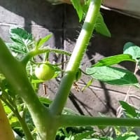 ミニトマト結実