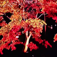 紅葉見たい、、、けど