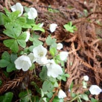 💖カタクリ見物登山💖