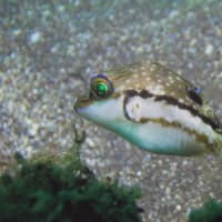 石橋最新生物事情2025/06/23[w/pics]