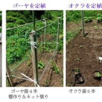 夏野菜が成長し、収穫が始まった。　－ 2025.6中 －