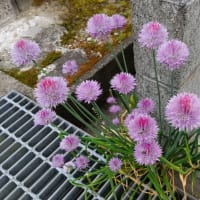  　今日から又梅雨だ～～、