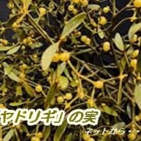 　「ヤドリギ」が30個以上も・・