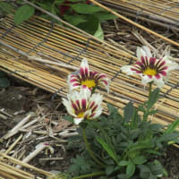 6月の花 ８