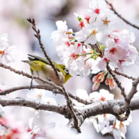 30/Mar  桜三昧とシジュウカラとメジロとカワセミ