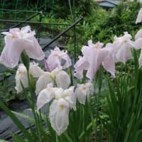 花菖蒲、雨に溶けそう