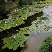 水生植物園の睡蓮