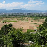合歓の木の花と山紫陽花と万葉集。ヒロオビトンボエダシャクの交尾。キバネツノトンボが孵化。恋がかなう玉虫が飛来（妻女山里山通信）