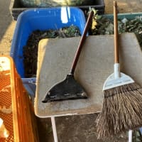 穂は植物性なので、食べられます。
