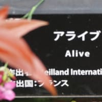 アライブ　〈ALive　バラ〉  