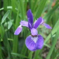 ５月の花たち