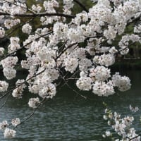 ４月の吉祥寺・井の頭公園