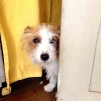 トイレ失敗しちゃった。