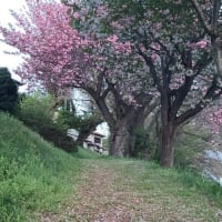 利根運河桜開花情報　２０２４・０４・１７　０５頃