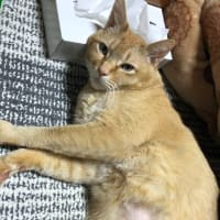 丸源で期間限定メニューを食す