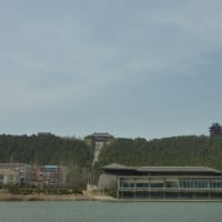 桜が満開