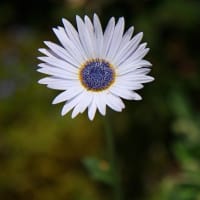色々な花々を記録してきました。