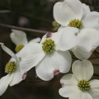 平たい白い花が眩い