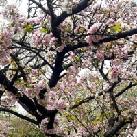 桜やっと満開
