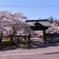 小樽天上寺の桜
