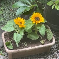 『久我山歳時記』（66）〜夏至はこんなに暑かったかな？