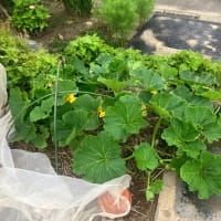 雨上がりの菜園～菜園ライフ４２０