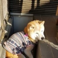 クリンへの想いは尽きなくて・・・308