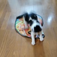 お兄やん(T＿T)