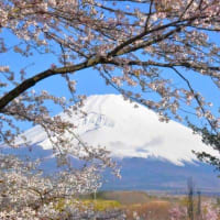朝活でパノラマロードの桜