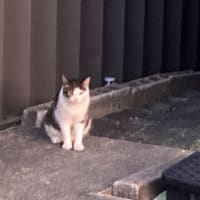 カサブランカほか庭に咲いた花など