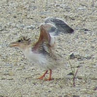 コアジサシの雛の飛ぶ練習